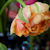 THEUN & bloemen Voorburg - bekijk foto 1